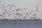 Flamingo - African Exotic Wildlife Background - Flock of Flight