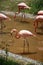 The flamingo, also known as the red pheasant, is similar in size; the mouth is short and thick, the middle part of the upper mouth