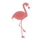 Flamingo animal doodle vector illustration