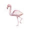 Flamingo Animals cartoon cute muzzles scandinavian style. Hand-drawn illustration of children