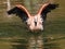 Flamingo bathing in water  with open wings