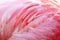 Flamingo beautiful feathers texture