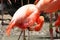 Flamingo beautiful plumage pink and orange