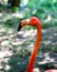 Flamingo beautiful portrait created in the natural wild