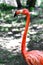 Flamingo beautiful portrait created in the natural wild