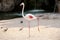 Flamingo bird in a beautiful ambient enjoying the sunny day