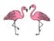 Flamingo bird color sketch engraving vector