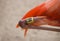 Flamingo Bird Leg Tagging Program Closeup