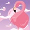 Flamingo bird moon background