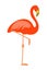 Flamingo bird orange pink color hand drawn isolate on white background