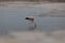 Flamingo bird perched on the edge of a tranquil body of water in a natural beach setting