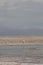 Flamingo bird perched on the edge of a tranquil body of water in a natural beach setting