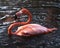 Flamingo bird phot.  Flamingo bird close-up profile view in the water.