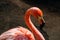 Flamingo bird portrait colourful exotic tropical animal dark background