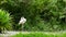 Flamingo bird standing near the bushes