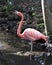 Flamingo bird stock photo.  Flamingo bird close-up profile view shouting, singing with a background of foliage