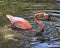 Flamingo bird Stock Photo.  Flamingo bird opened beak. Teeth. Bokeh water background. Flamiingo open mouth. Flamingo picture.