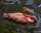 Flamingo bird Stock Photo.  Flamingo bird opened beak. Teeth. Bokeh water background. Flamingo picture. Flamingo portrait.