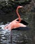 Flamingo bird Stock Photo.  Flamingo spread wings.  Flamingo picture. Flamingo portrait. Flamingo image