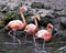 Flamingo bird stock photos.  Flamingo birds trio close-up profile view marching