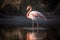 flamingo bird walking on a river and looking to the side
