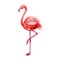 Flamingo bird watercolor illustration. Hand drawn colorful wildlife tropical bird. Single flamingo standing on one leg