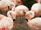 Flamingo birds