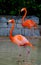 Flamingo birds (Phoenicopterus)