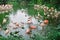 Flamingo birds in the pond