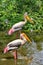 Flamingo birds in the water, India.