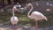 flamingo birds in a zoo. Concept of animals in the zoo.