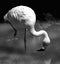 Flamingo in black and white