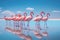 Flamingo in the blue lagoon of Salar de Uyuni, Bolivia, Group birds of pink african flamingos walking around the blue lagoon on a