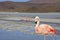 Flamingo in Bolivia south america on the salt lakes