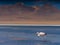 Flamingo in Bolivian Salt Flats Altiplano Lagoon with Andes Mountain Range in Background