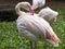 Flamingo in a brazilian park