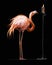 Flamingo and a candle