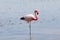 Flamingo - Chaxa Lagoon - Chile
