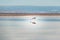 Flamingo on Chaxa Salar, Atacama Desert - Chile