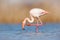 Flamingo cleaning plumage. Wildlife animal scene from nature. Flamingo in nature habitat. Beautiful water bird. Pink big bird Grea