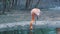 Flamingo cleans feathers and drink, standing on one leg in water