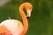 Flamingo close-up