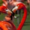 Flamingo close up.