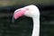 Flamingo Close-up