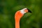 Flamingo close-up head shot