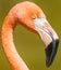 Flamingo closeup