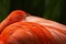 Flamingo closeup portrait hidden beak