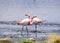 Flamingo couple standing in a lagoon