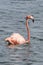 Flamingo in Deep Water
