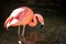 Flamingo drinking out of a pond at the John Ball Zoo in Grand Rapids Michigan